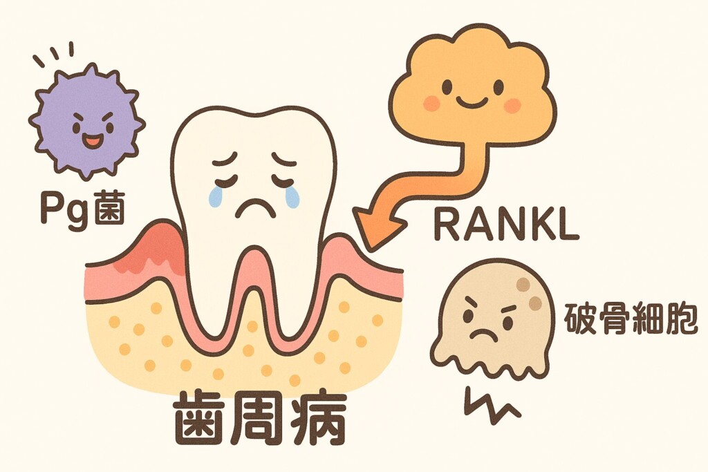 歯周病・Pg菌・RAMKL・歯骨細胞